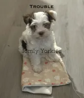 Trouble REDUCED, a male Yorkshire Terrier for sale in Amherst, VA – 1 of 4
