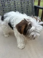Trouble REDUCED, a male Yorkshire Terrier for sale in Amherst, VA – 5 of 6