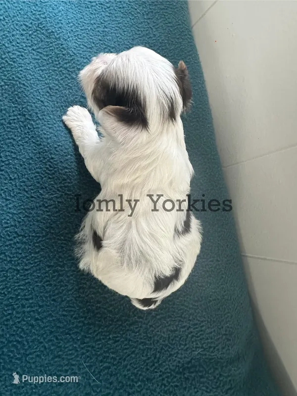Parti Boy 2 – Yorkshire Terrier puppy for sale in Amherst, VA