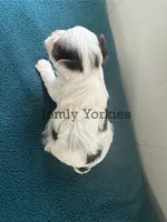 Parti Boy 2, a male Yorkshire Terrier for sale in Amherst, VA – 1 of 4