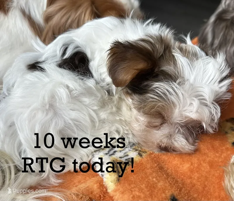 Trouble REDUCED – Yorkshire Terrier puppy for sale in Amherst, VA