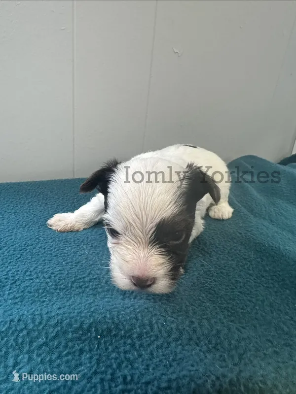 Parti Boy 1 – Yorkshire Terrier puppy for sale in Amherst, VA