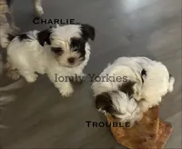 Charlie REDUCED, a male Yorkshire Terrier for sale in Amherst, VA – 3 of 4