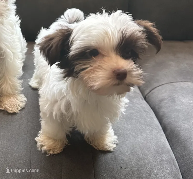 Charlie REDUCED – Yorkshire Terrier puppy for sale in Amherst, VA