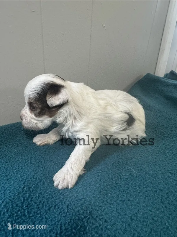 Parti Boy 2 – Yorkshire Terrier puppy for sale in Amherst, VA