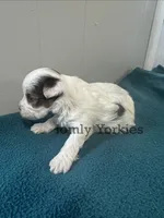 Parti Boy 2, a male Yorkshire Terrier for sale in Amherst, VA – 3 of 4
