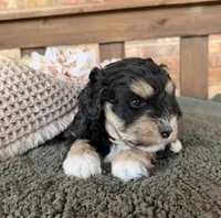 Wheaten and Black , a male Miniature Schnauzer for sale in Stonewall, OK – 3 of 5
