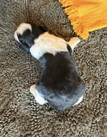 Paris Roan Boy , a male Miniature Schnauzer for sale in Stonewall, OK – 5 of 6