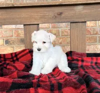 Katniss Cream B, a male Miniature Schnauzer for sale in Stonewall, OK – 7 of 7