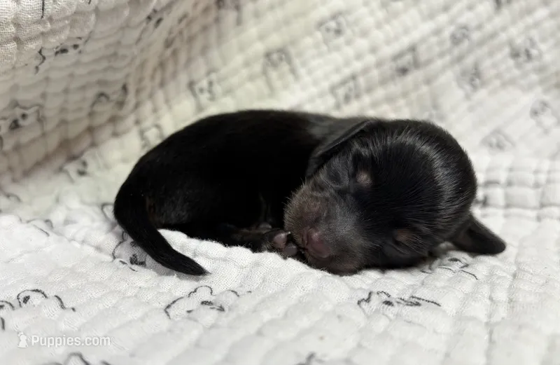 Black and tan longhair