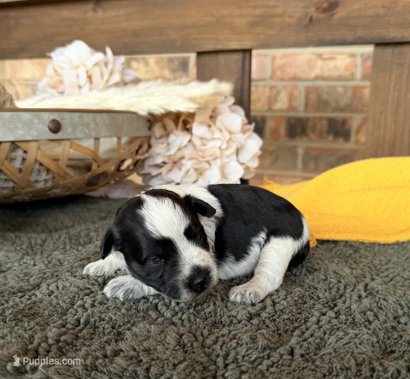 Paris’ Roan Girl  – Miniature Schnauzer puppy for sale in Stonewall, OK