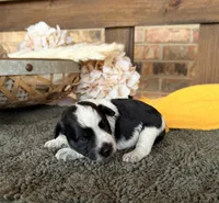 Paris’ Roan Girl , a female Miniature Schnauzer for sale in Stonewall, OK – 1 of 4