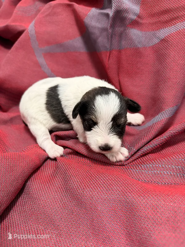 TOY - Silver parti Girl – Miniature Schnauzer puppy for sale in Stonewall, OK