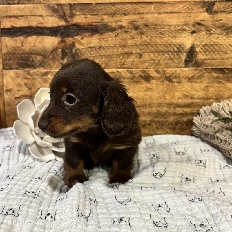 Monica Longhair – Miniature Dachshund puppy for sale in Stonewall, OK