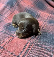 Monica Longhair, a female Miniature Dachshund for sale in Stonewall, OK – Photo 5 of 5
