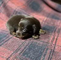 Monica Longhair, a female Miniature Dachshund for sale in Stonewall, OK – Photo 1 of 5