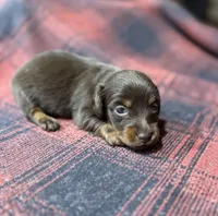 Monica Longhair, a female Miniature Dachshund for sale in Stonewall, OK – Photo 4 of 5