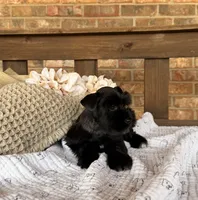 Gypsy Black Girl , a female Miniature Schnauzer for sale in Stonewall, OK – 3 of 5