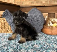 Black and Wheaten Girl , a male Miniature Schnauzer for sale in Stonewall, OK – 2 of 6