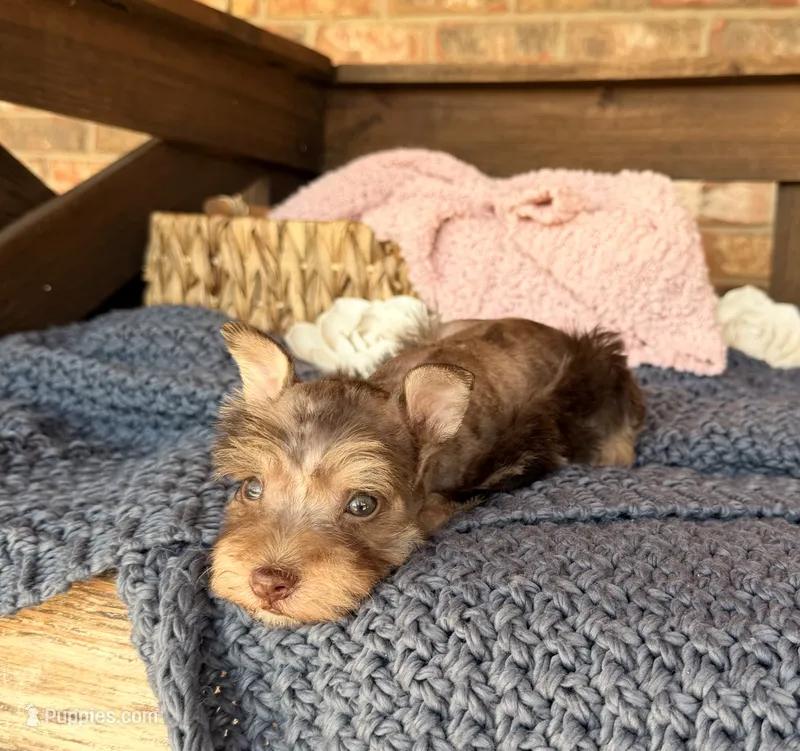 Liver Merle  – Miniature Schnauzer puppy for sale in Stonewall, OK