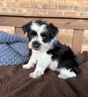 Paris Roan Boy -blues, a male Miniature Schnauzer for sale in Stonewall, OK – 4 of 8