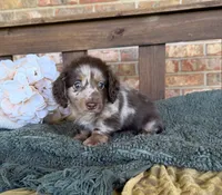 Longhair Dapple , a male Miniature Dachshund for sale in Stonewall, OK – 5 of 7