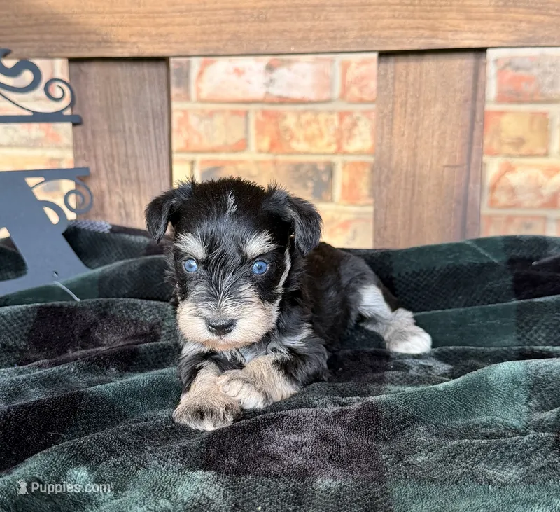 Toy BS Blues  – Miniature Schnauzer puppy for sale in Stonewall, OK