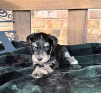 Toy BS Blues , a female Miniature Schnauzer for sale in Stonewall, OK – 1 of 5