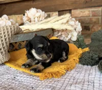 Katniss Black and Silver , a female Miniature Schnauzer for sale in Stonewall, OK – 5 of 6