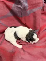 TOY - Silver parti Girl, a female Miniature Schnauzer for sale in Stonewall, OK – 2 of 4