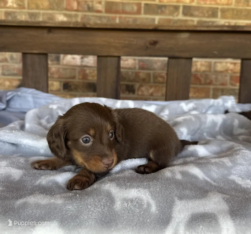 Longhair Chocolate and tan Girl – Miniature Dachshund puppy for sale in Stonewall, OK