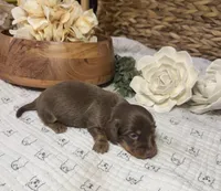 Longhair Chocolate and tan Girl, a female Miniature Dachshund for sale in Stonewall, OK – Photo 2 of 5