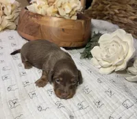 Longhair Chocolate and tan Girl, a female Miniature Dachshund for sale in Stonewall, OK – Photo 3 of 5