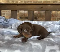 Longhair Chocolate and tan Girl, a female Miniature Dachshund for sale in Stonewall, OK – 4 of 6