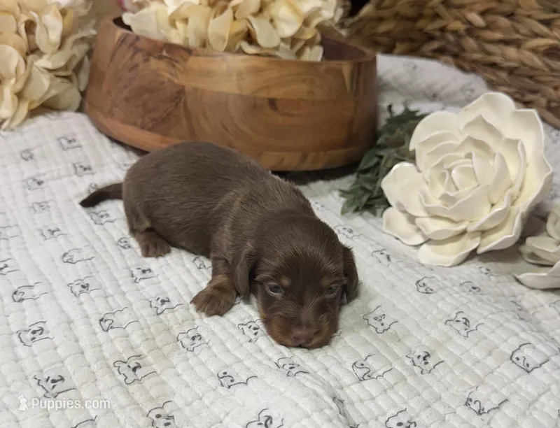 Longhair Chocolate and tan Girl – Miniature Dachshund puppy for sale in Stonewall, OK