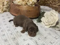 Longhair Chocolate and tan Girl, a female Miniature Dachshund for sale in Stonewall, OK – Photo 1 of 5