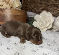 Longhair Chocolate and tan Girl, a female Miniature Dachshund for sale in Stonewall, OK – Photo 4 of 5