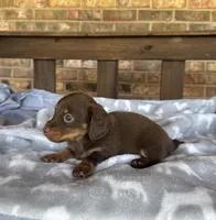 Longhair Chocolate and tan Girl, a female Miniature Dachshund for sale in Stonewall, OK – 3 of 6