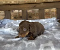 Longhair Chocolate and tan Girl, a female Miniature Dachshund for sale in Stonewall, OK – 6 of 6