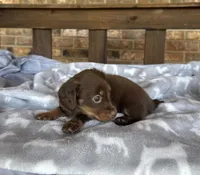 Longhair Chocolate and tan Girl, a female Miniature Dachshund for sale in Stonewall, OK – 5 of 6