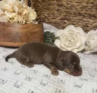 Longhair Chocolate and tan Girl, a female Miniature Dachshund for sale in Stonewall, OK – Photo 5 of 5