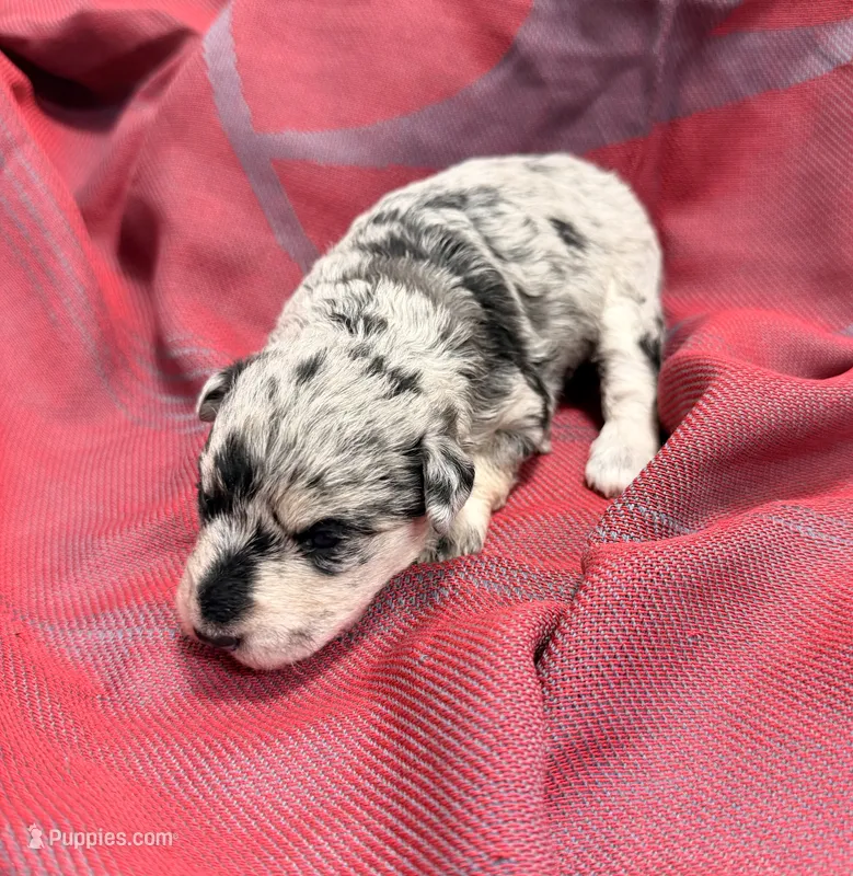 Light Black and silver Merle  – Miniature Schnauzer puppy for sale in Stonewall, OK