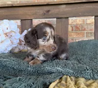 Longhair Dapple , a male Miniature Dachshund for sale in Stonewall, OK – 7 of 7