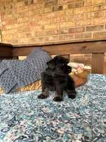 Dark Black and Red , a male Miniature Schnauzer for sale in Stonewall, OK – 2 of 4