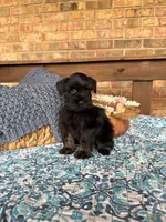 Dark Black and Red , a male Miniature Schnauzer for sale in Stonewall, OK – 1 of 4
