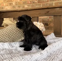 Gypsy Black Girl , a female Miniature Schnauzer for sale in Stonewall, OK – 5 of 5