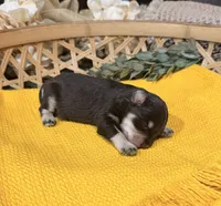 Chocolate and tan phantom , a male Miniature Schnauzer for sale in Stonewall, OK – 5 of 5