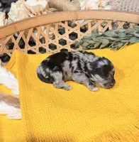 Black and Silver Merle , a male Miniature Schnauzer for sale in Stonewall, OK – 3 of 5