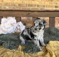 Hollywood , a female Miniature Schnauzer for sale in Stonewall, OK – 6 of 6