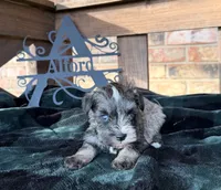 Toy -Silver Girl Blues, a female Miniature Schnauzer for sale in Stonewall, OK – 6 of 6